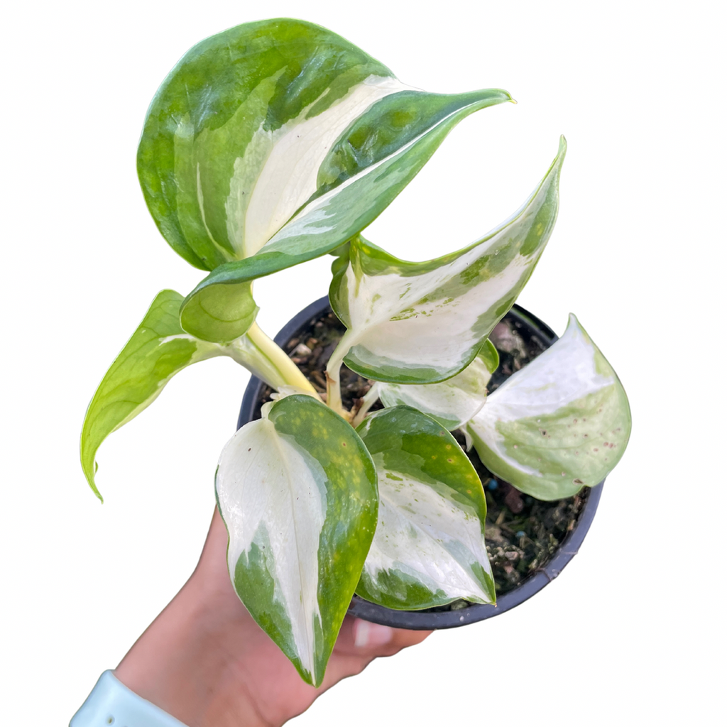 Manjula Pothos - Wera Plants