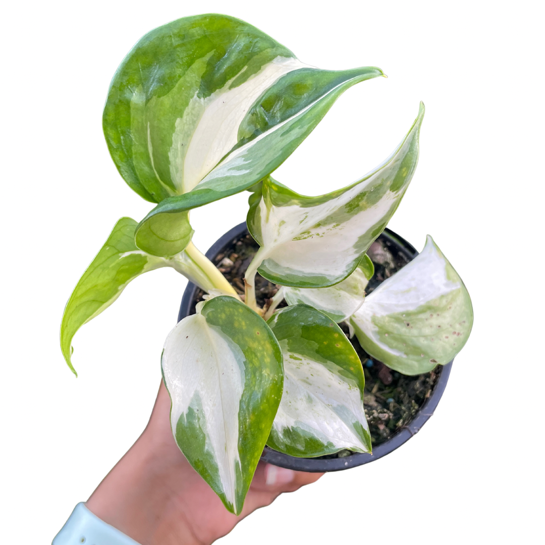 Manjula Pothos - Wera Plants