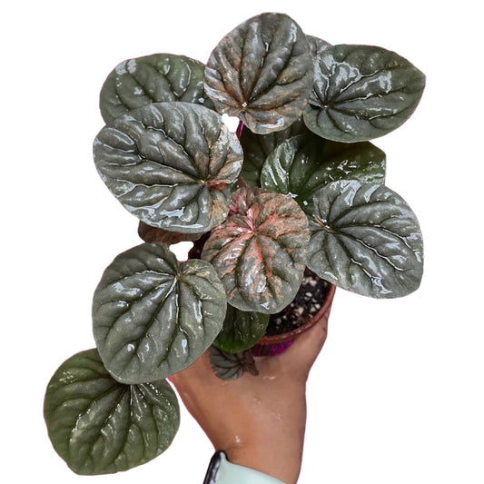 Peperomia Pink Ripples (small) - Wera Plants
