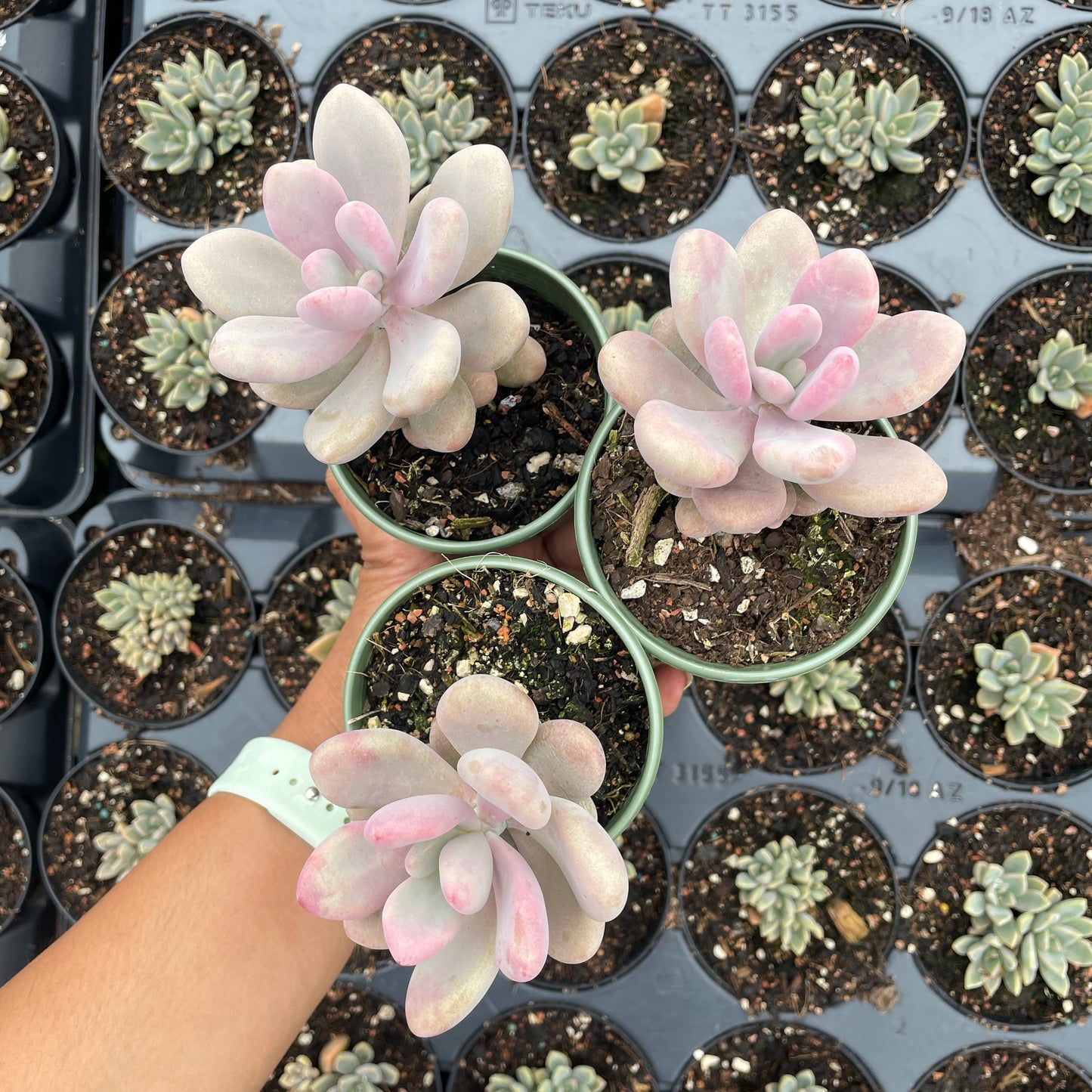Graptopetalum Lavender Pebbles - Wera Plants