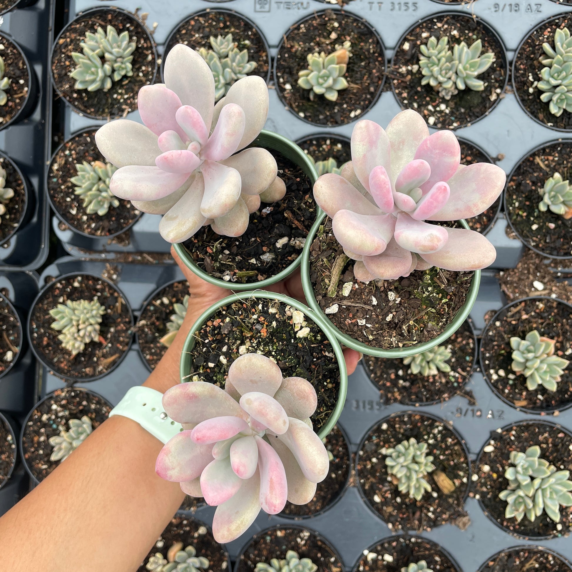 Graptopetalum Lavender Pebbles - Wera Plants