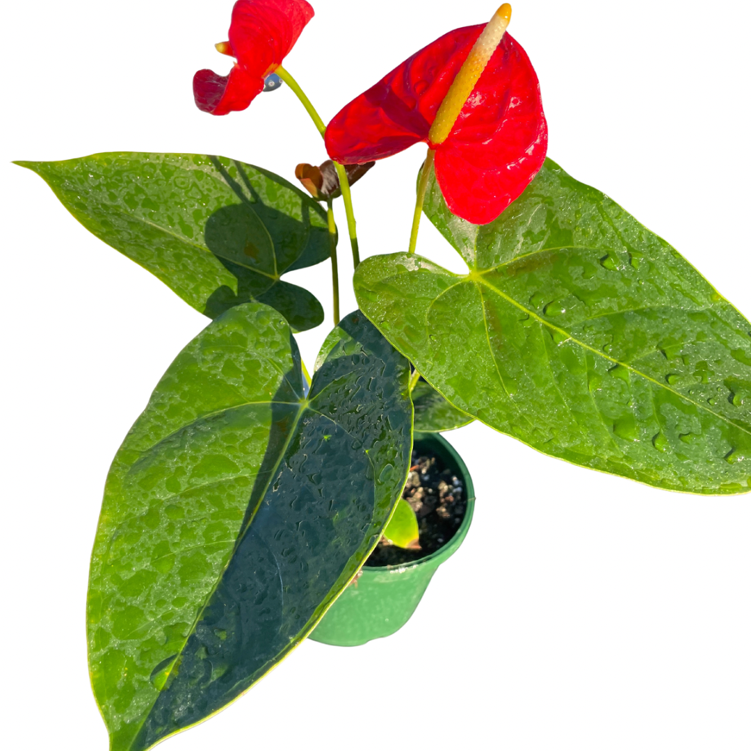 Anthurium Flamingo Flower Large - Wera Plants