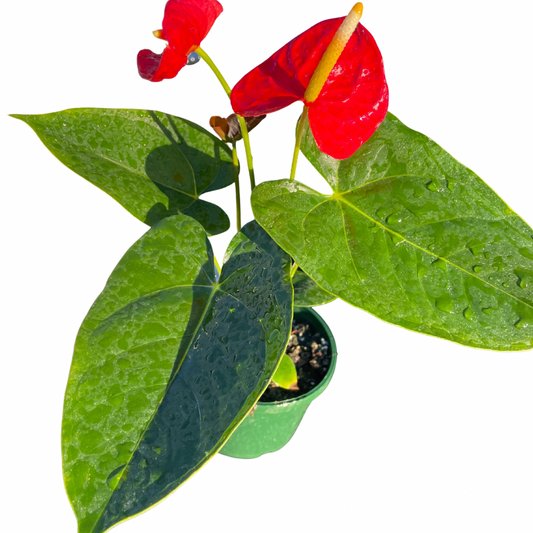 Anthurium Flamingo Flower Large - Wera Plants