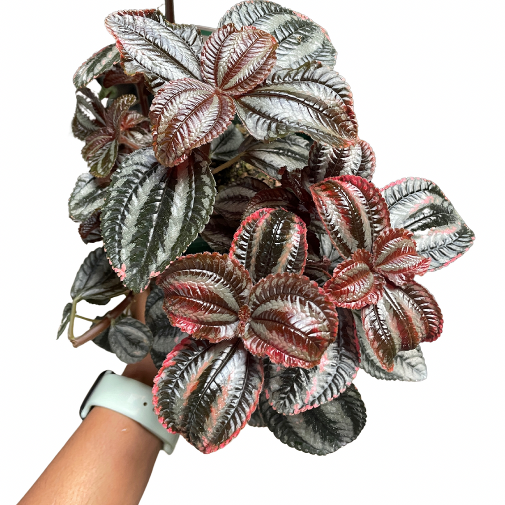 Pilea Norfolk - Wera Plants