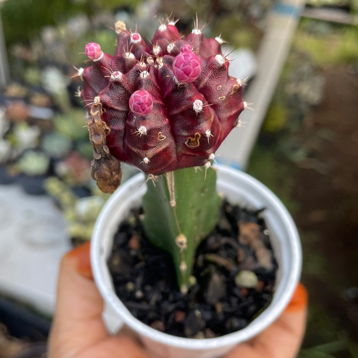 Grafted Cactus (Random Colour) - Wera Plants