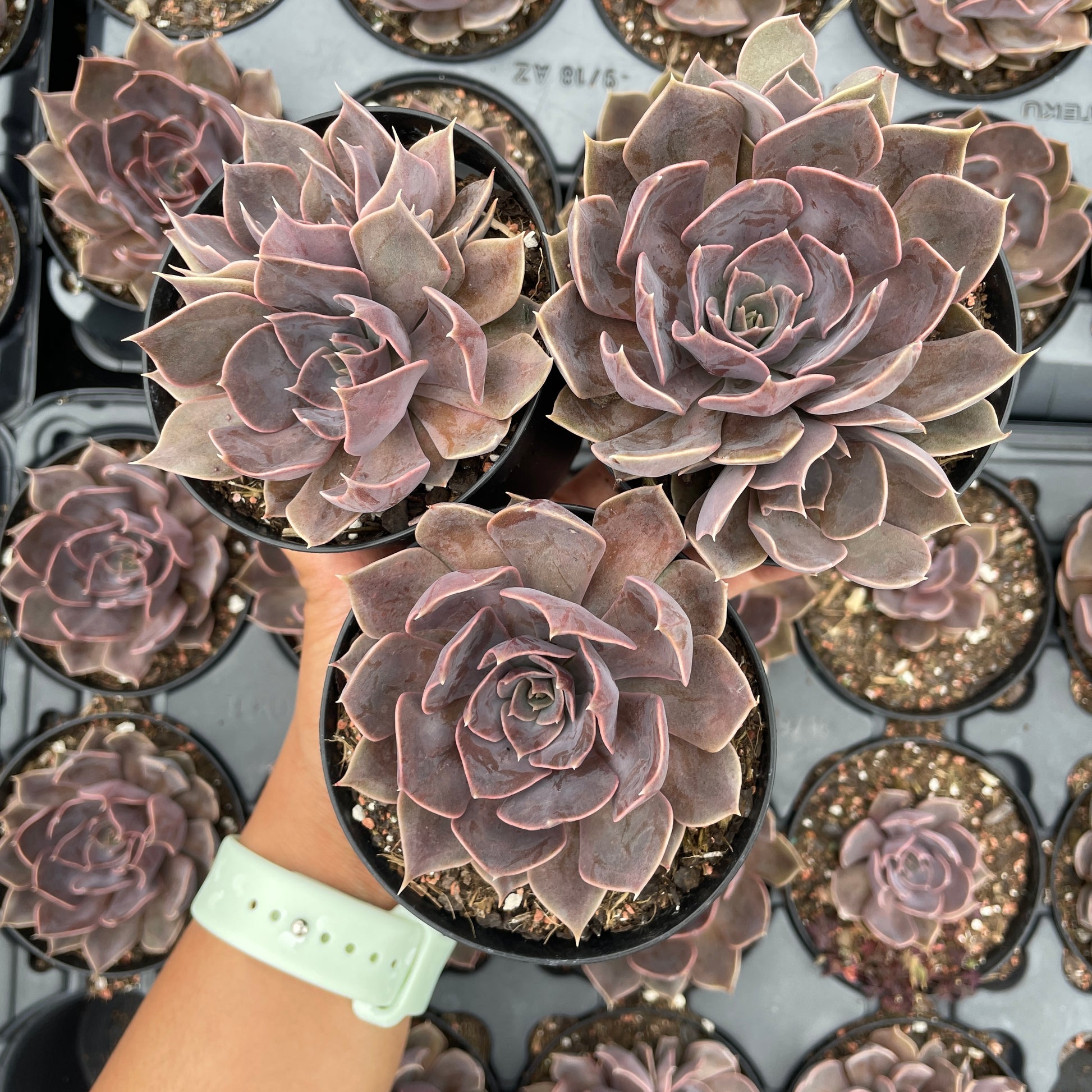pink succulents for sale