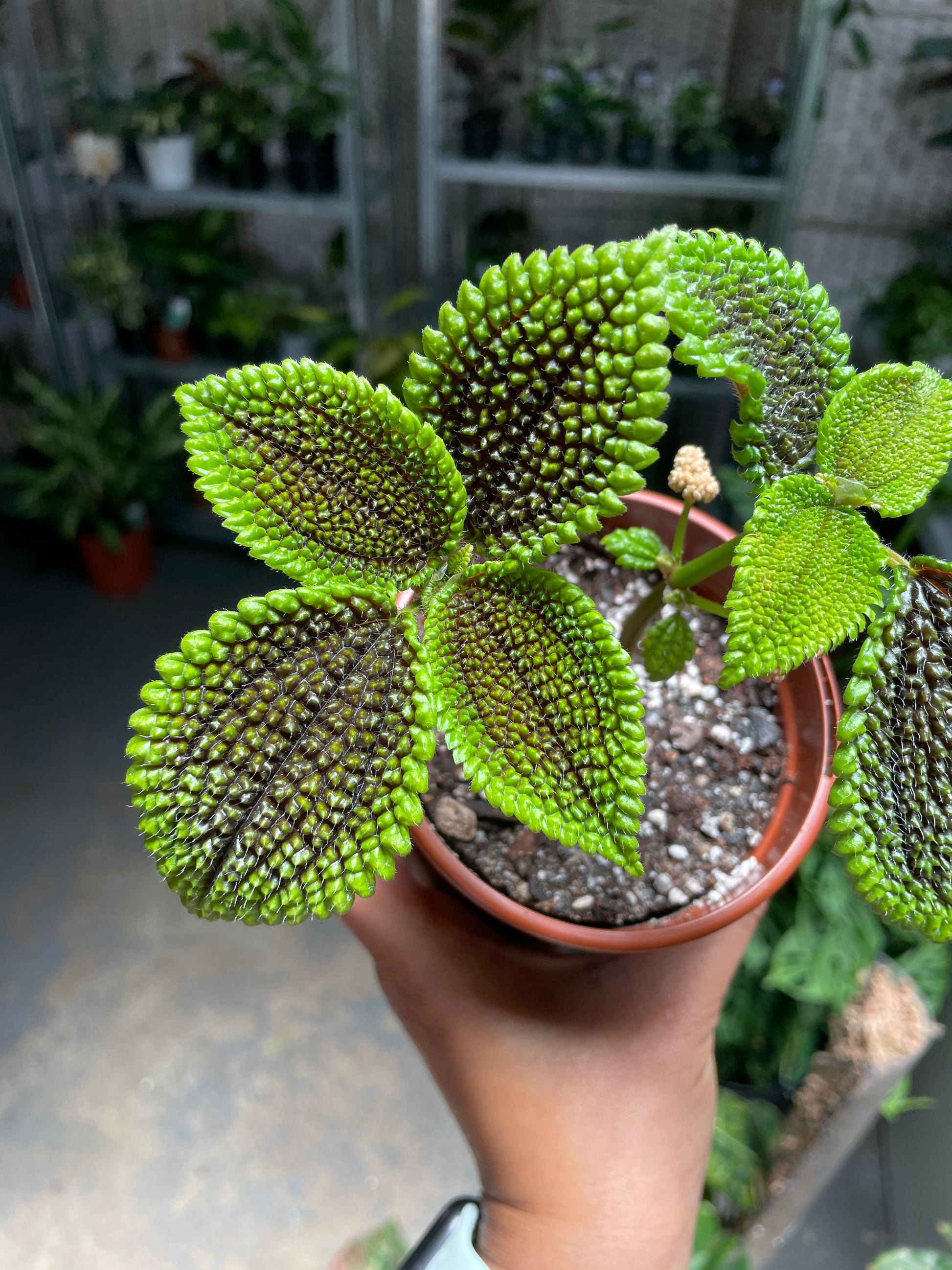 Pilea Moonvalley - Wera Plants