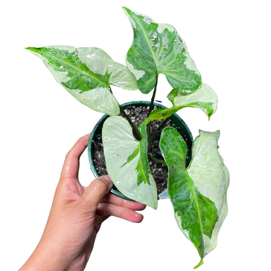 Syngonium Three Kings - Wera Plants