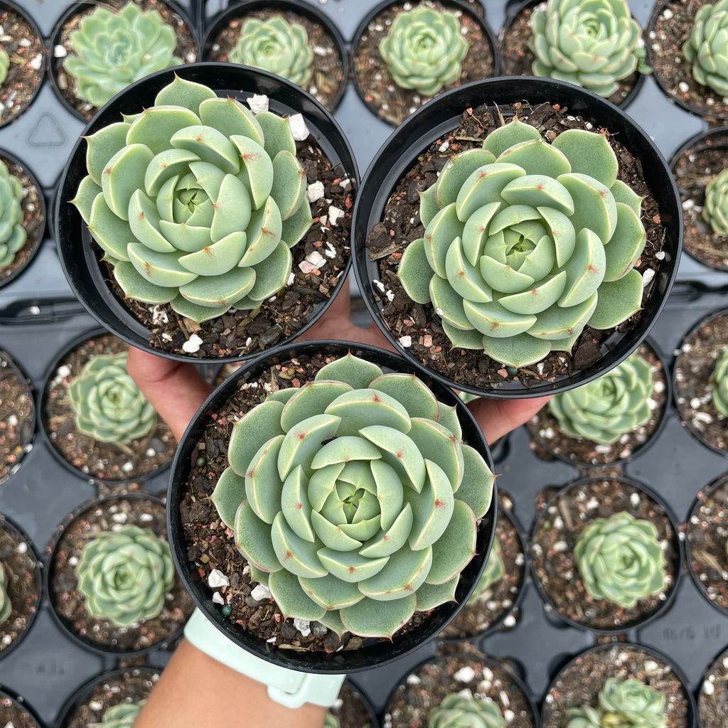 succulents cheap online