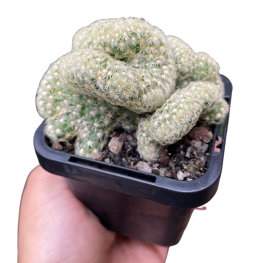 Brain Cactus