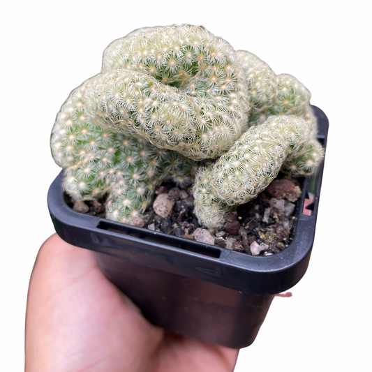 Brain Cactus - Wera Plants
