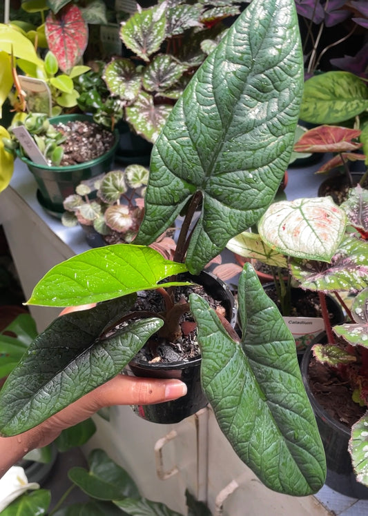 Alocasia Scalprum - Wera Plants