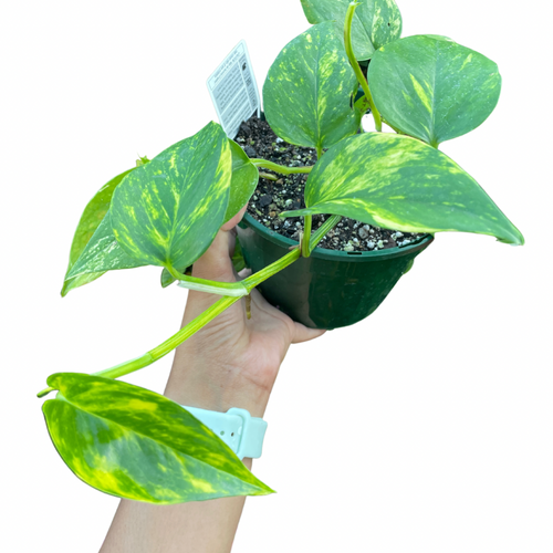 is devil's ivy same as money plant Devil's Ivy Pothos Plant Care Guide