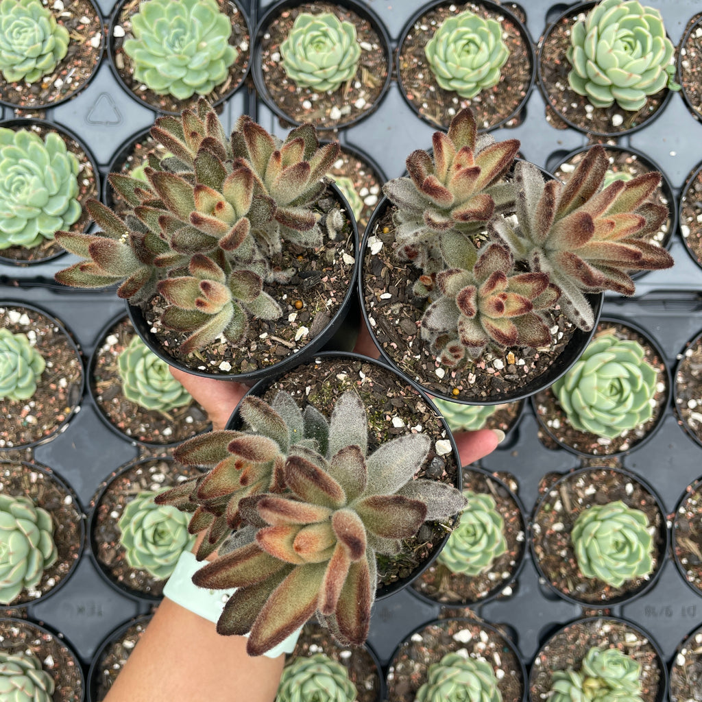 rnt succulents