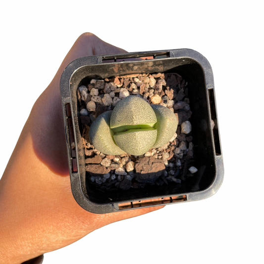 Pleiospilos - Wera Plants