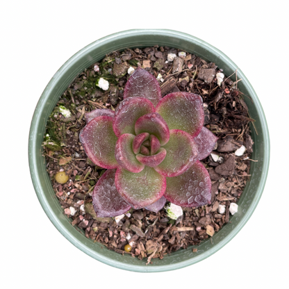 Echeveria Black Queen - Wera Plants