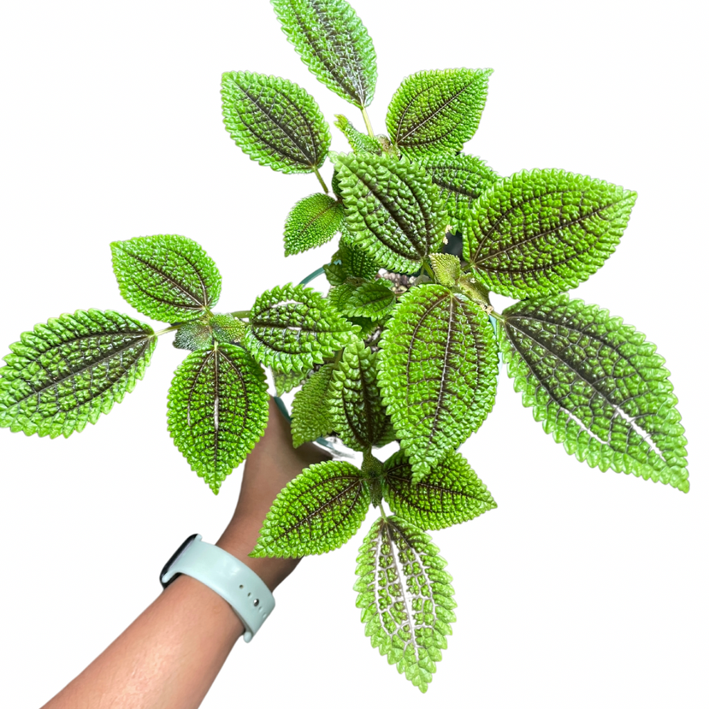 Pilea Moonvalley - Wera Plants