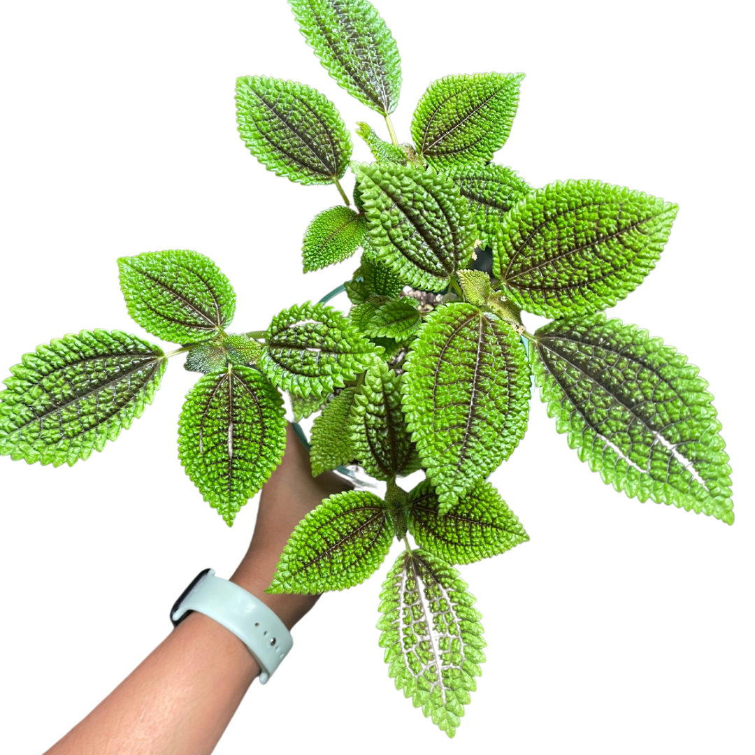 Pilea Moonvalley - Wera Plants