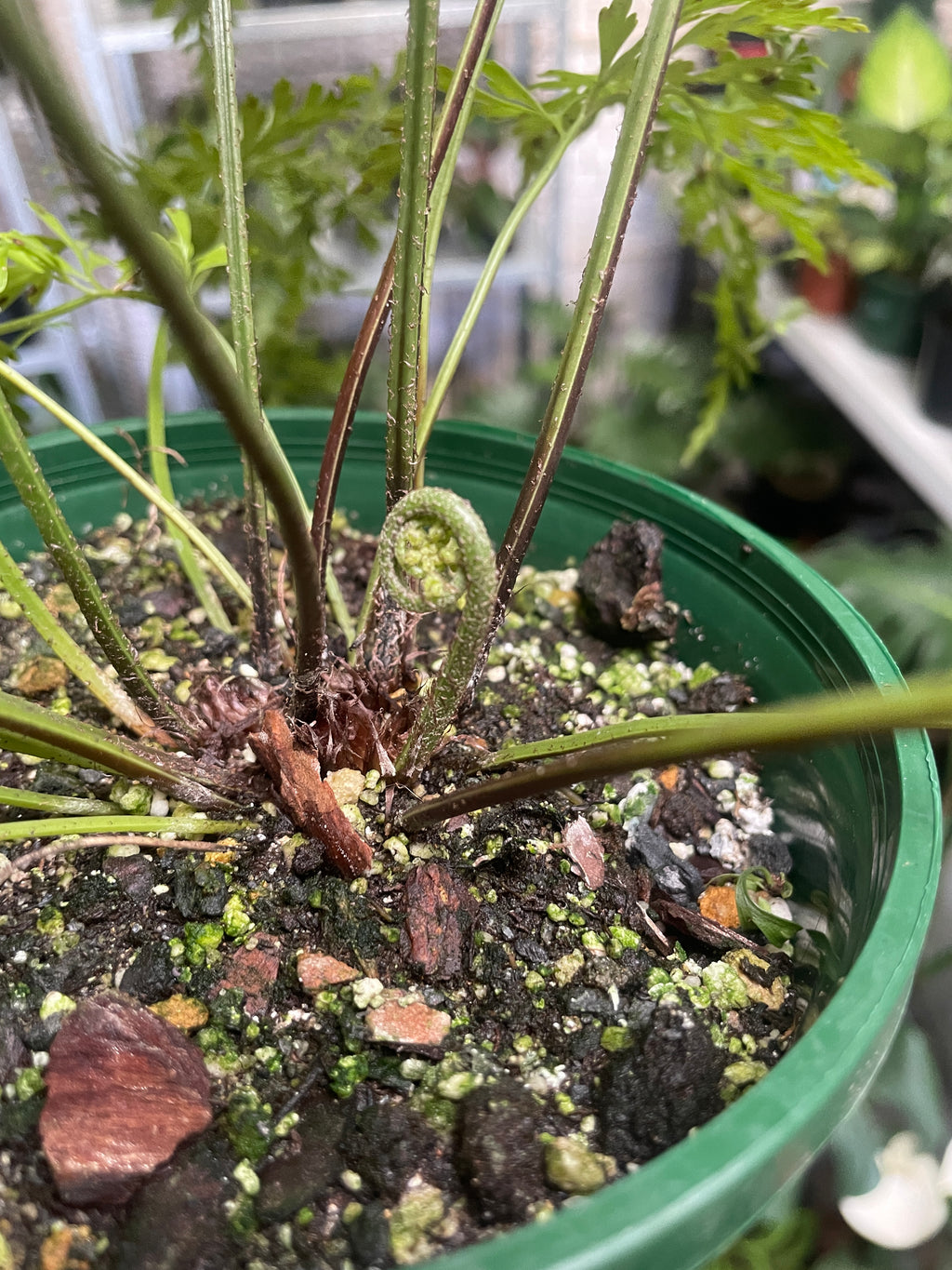 Asplenium Bulbiferum (Hen and Chicken Fern) - Wera Plants