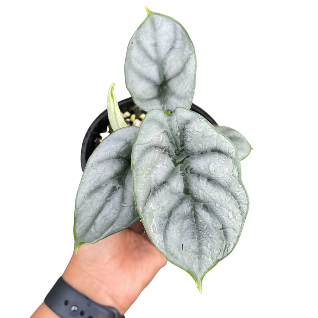 Alocasia silver dragon 