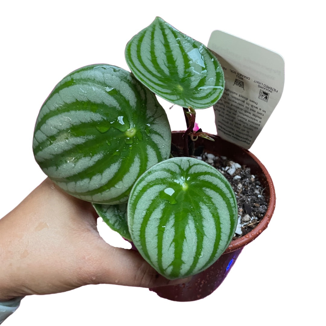 Watermelon Peperomia - Wera Plants