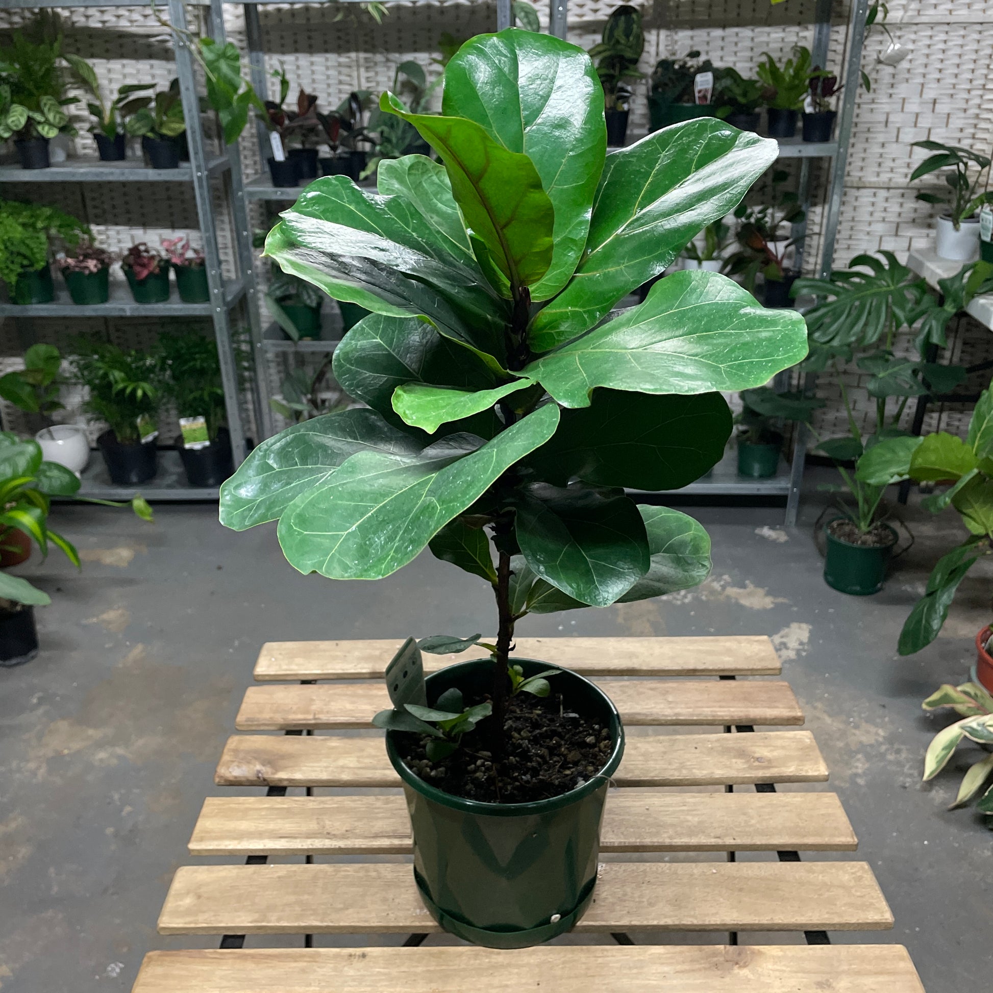 Fiddle Leaf Fig (pick up only) - Wera Plants