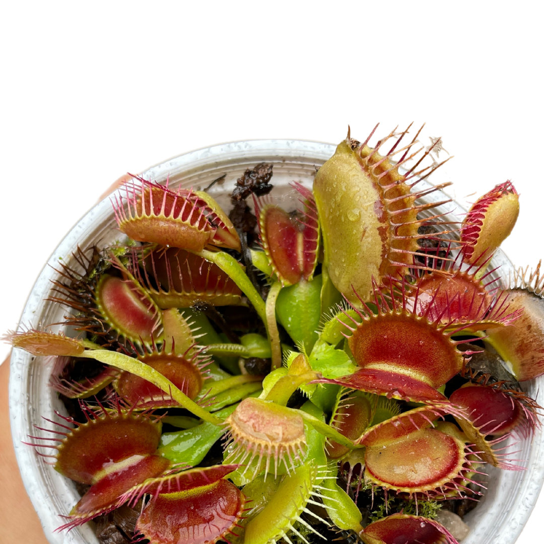 Venus Fly Trap Carnivorous Plant