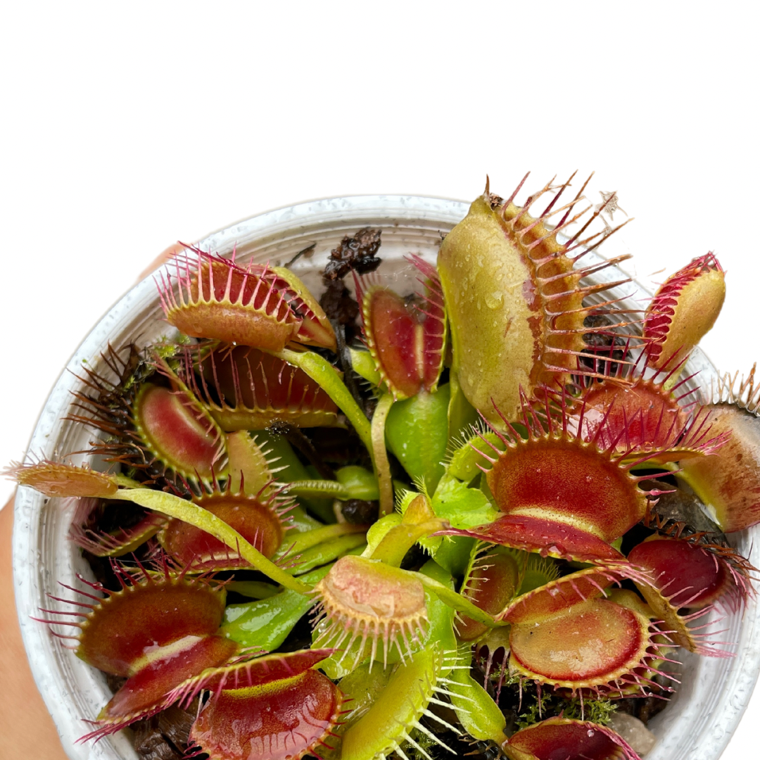 Venus Fly Trap Carnivorous Plant - Wera Plants