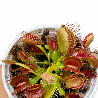 Venus Fly Trap Carnivorous Plant - Wera Plants