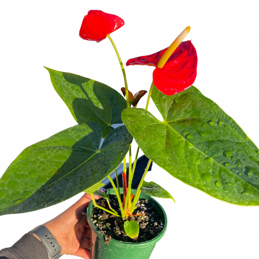 Anthurium Flamingo Flower Large - Wera Plants