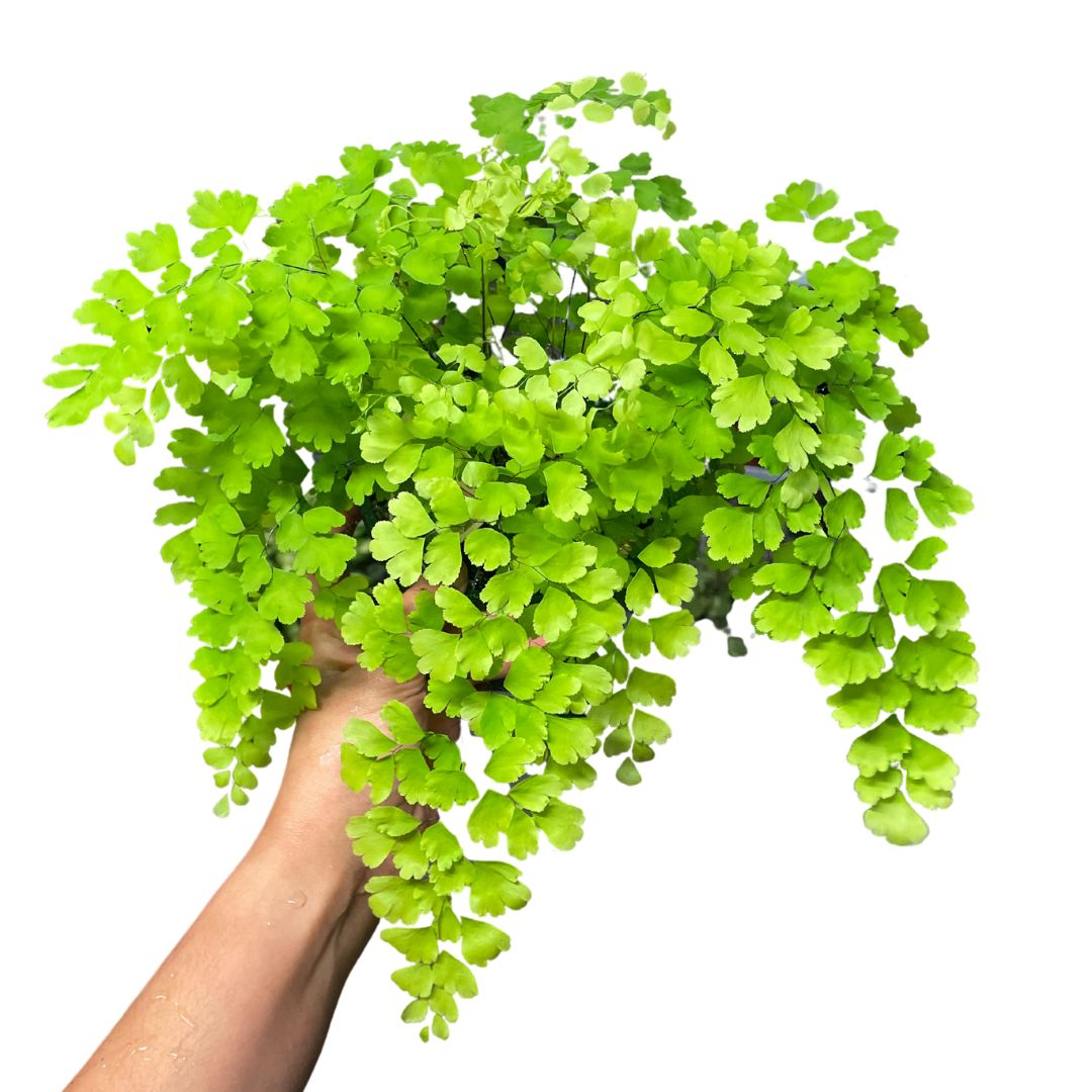 Maiden Hair Fern - Wera Plants