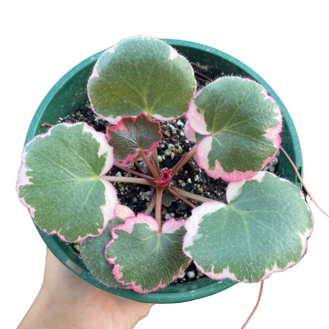 Saxifraga Stolonifera Tricolour (Strawberry Begonia) - Wera Plants