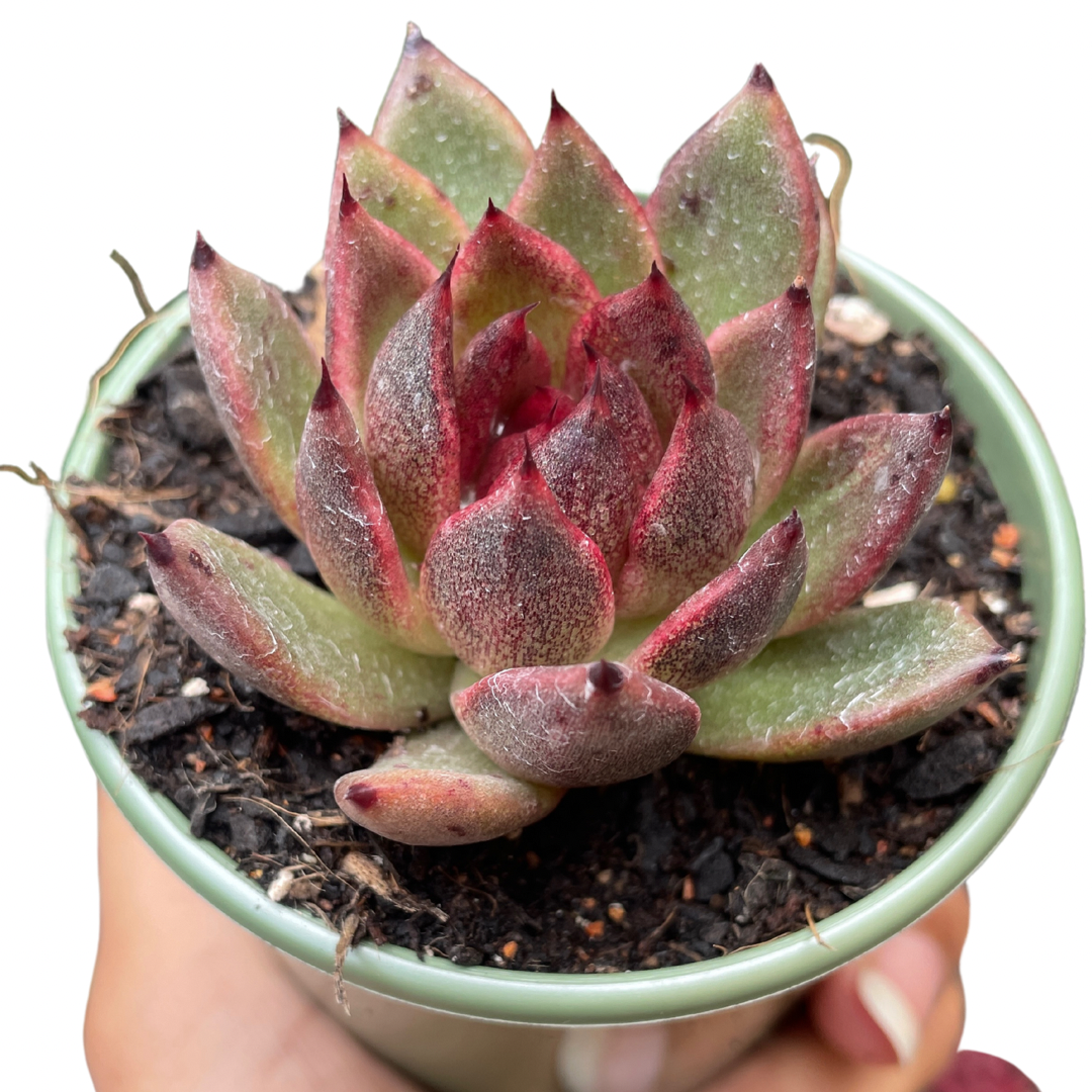 Echeveria Black Queen - Wera Plants