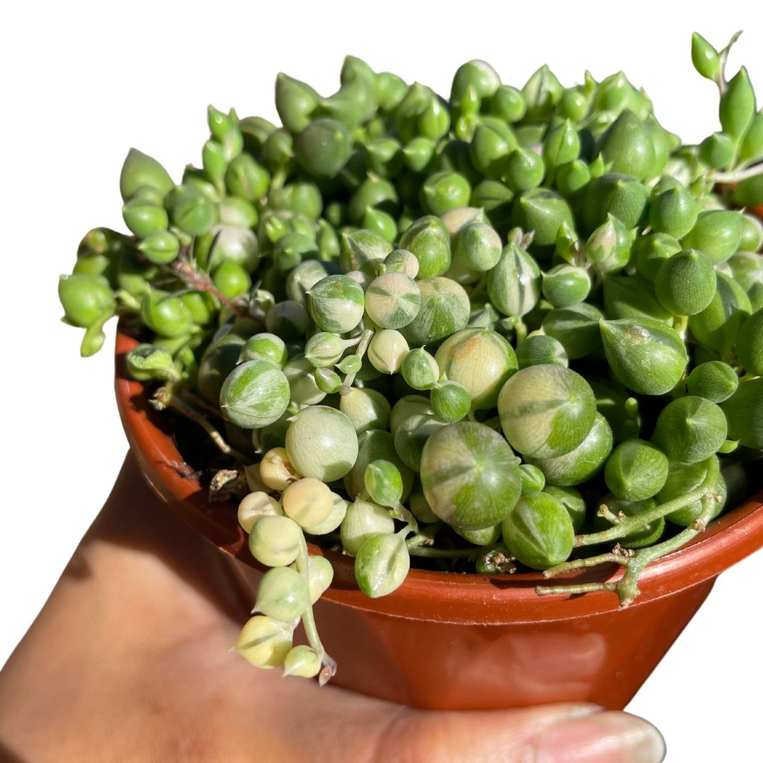 variegated succulents for sale