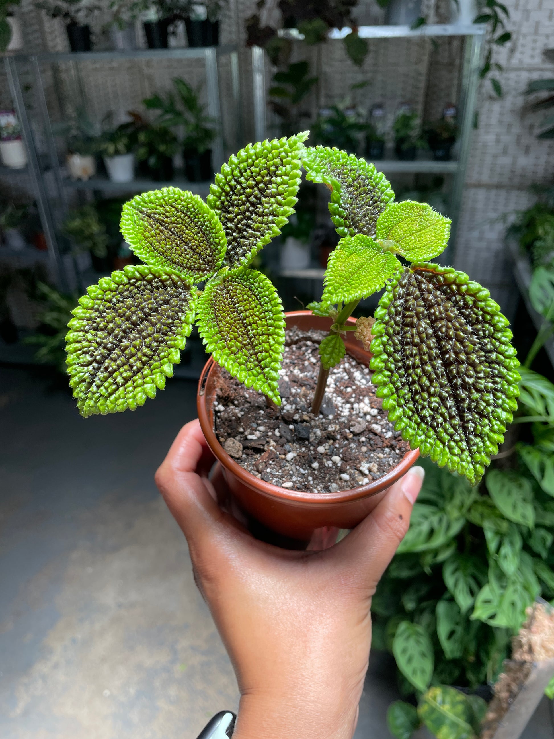 Pilea Moonvalley - Wera Plants