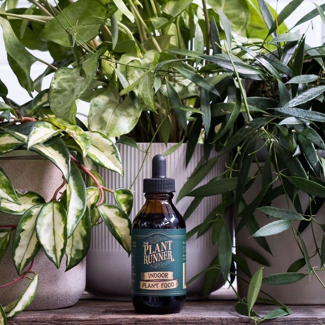 Indoor Plant Food - Wera Plants