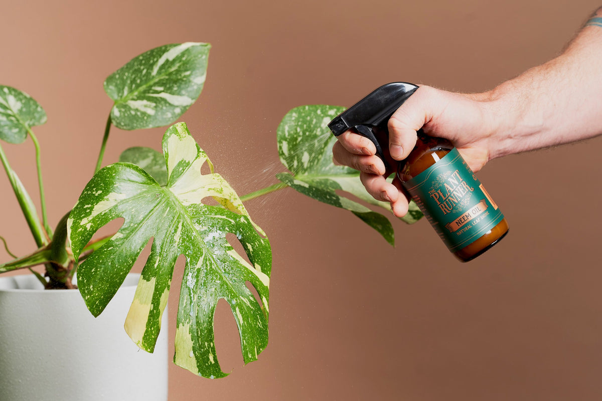 Neem Oil Leaf Shine - Wera Plants