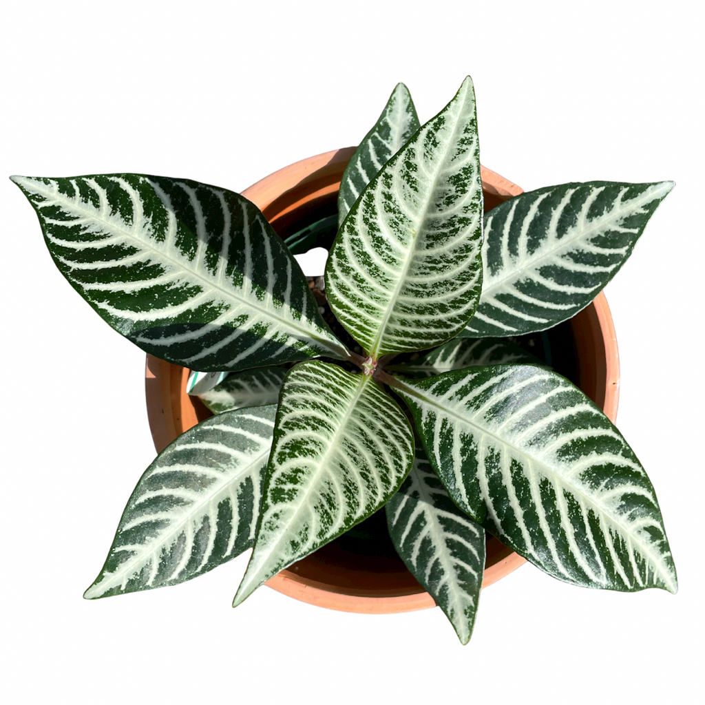 Aphelandra Squarrosa or Zebra Plant - Wera Plants