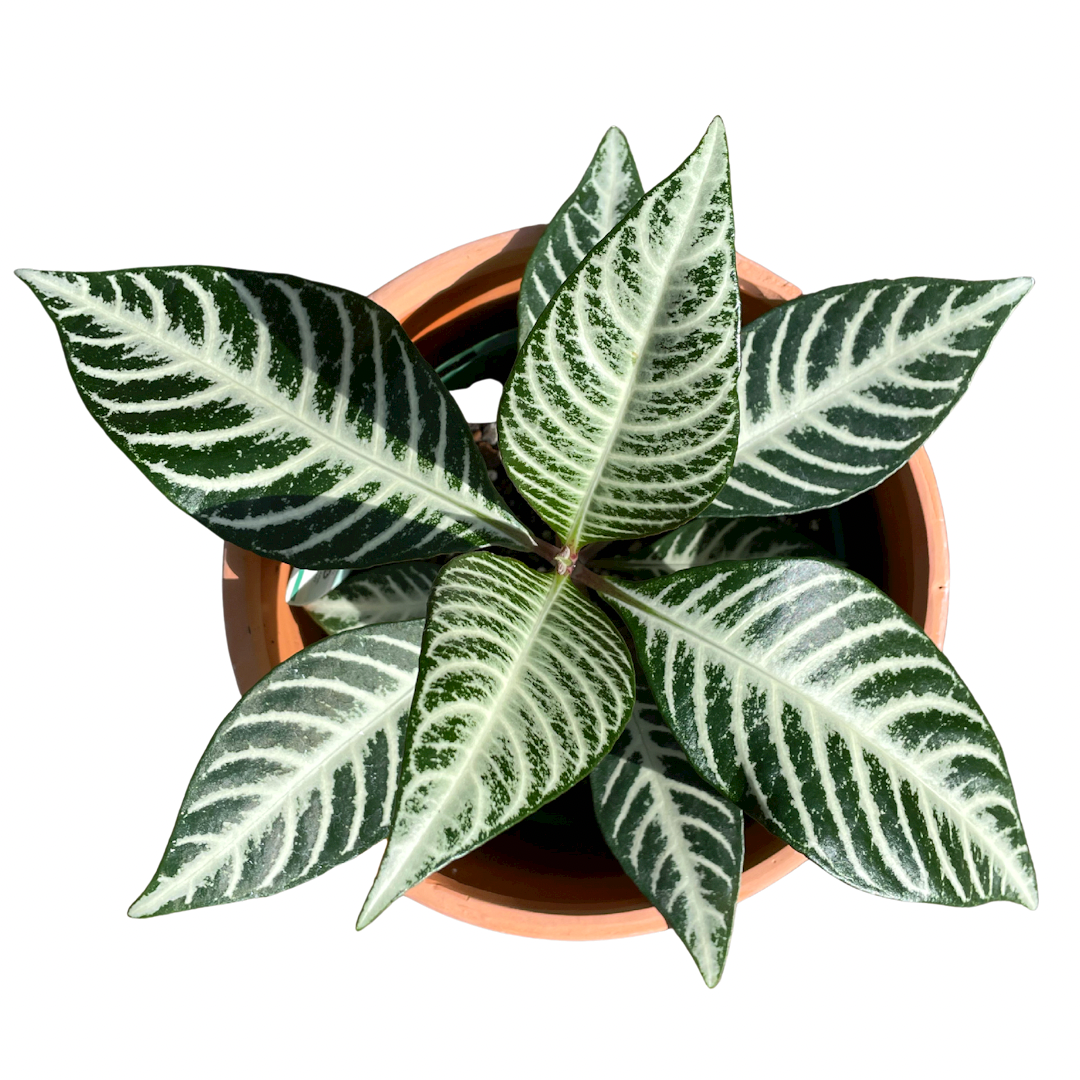 Aphelandra Squarrosa or Zebra Plant - Wera Plants