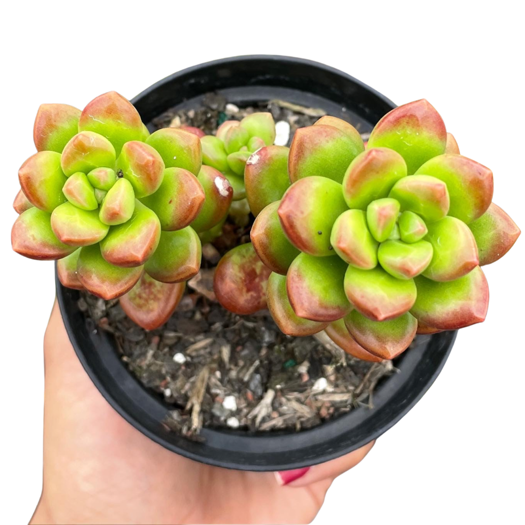 Sedum Lucidum Obesum - Wera Plants