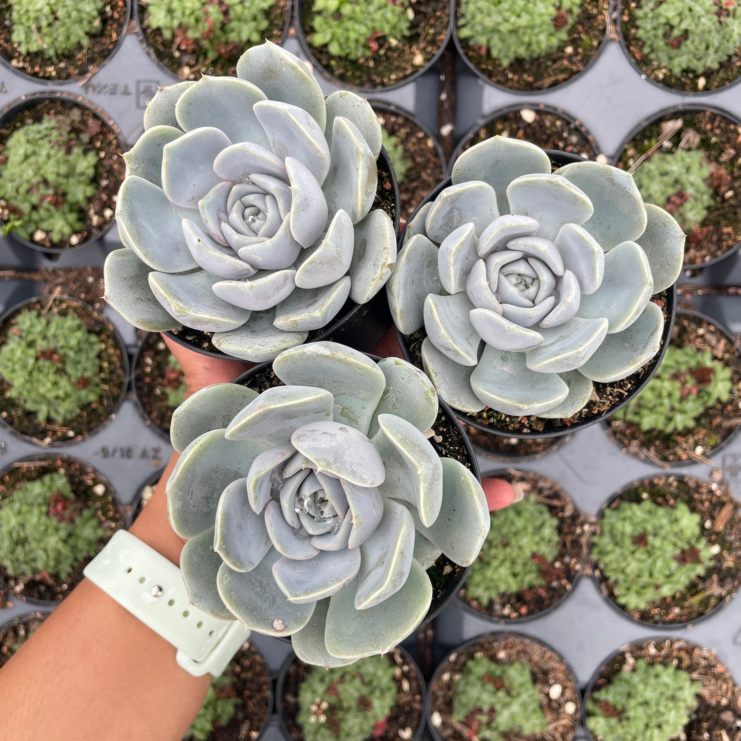 canberra succulents for sale