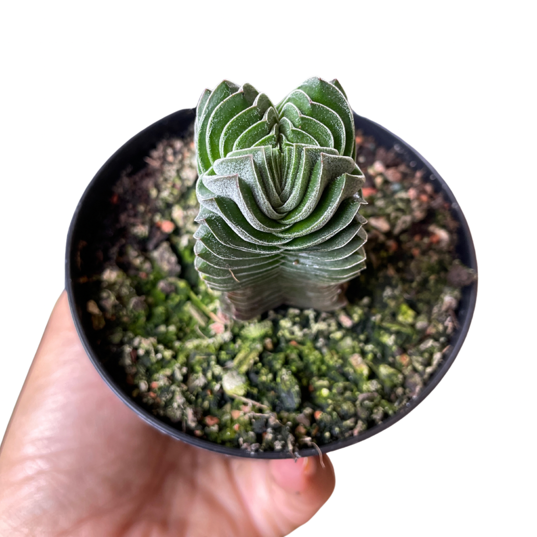Crassula Buddha Temple - Wera Plants