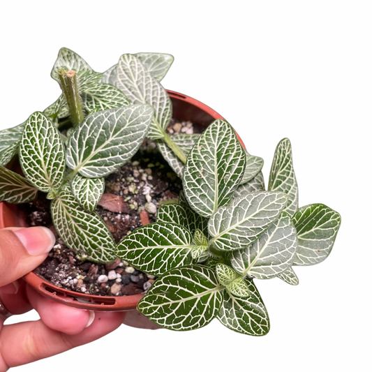 Fittonia Nerve Plant
