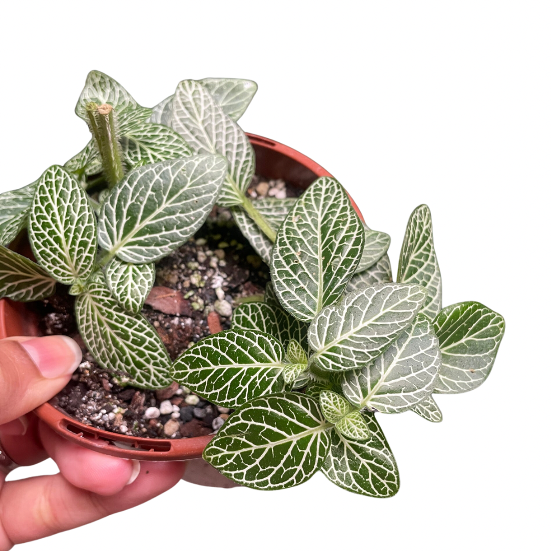 Fittonia Nerve Plant - Wera Plants