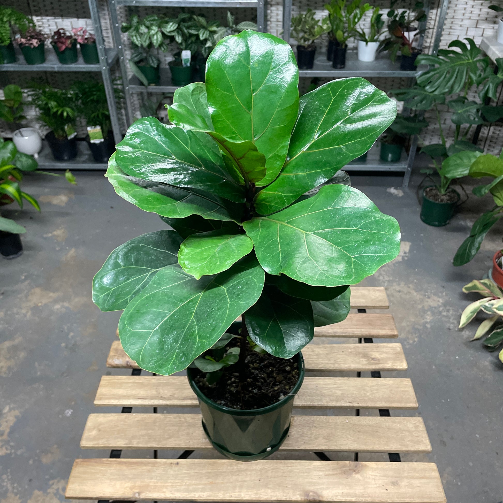 Fiddle Leaf Fig (pick up only) - Wera Plants