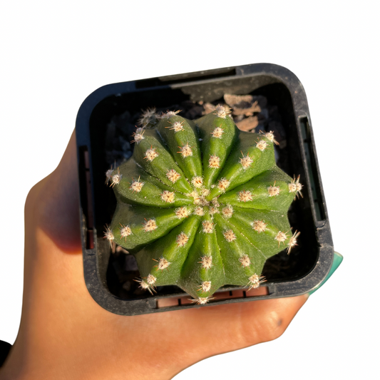 Echinopsis scoullar cactus for sale in sydney
