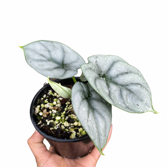 Alocasia silver dragon for sale in sydney