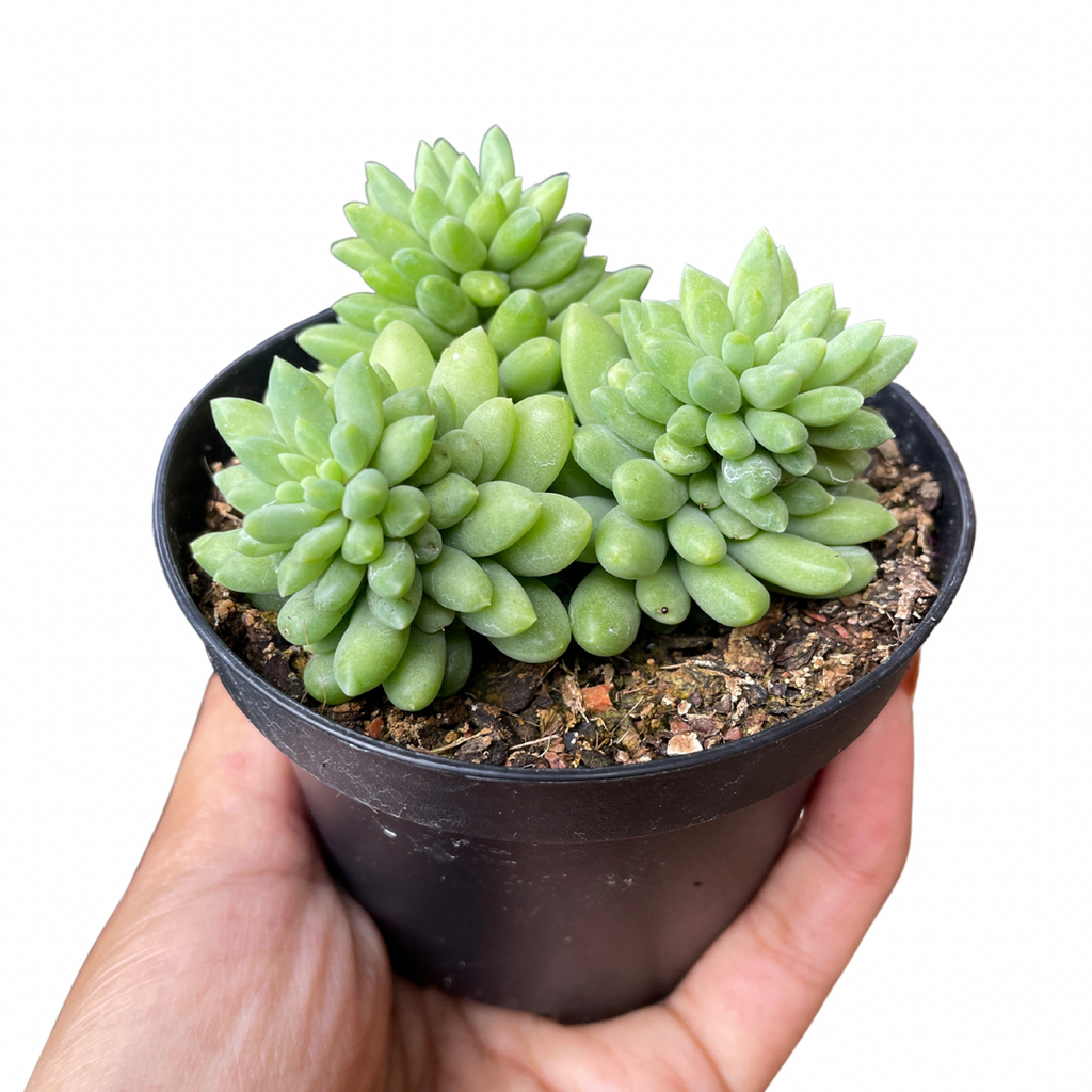 Sedum Pink Berry - Wera Plants