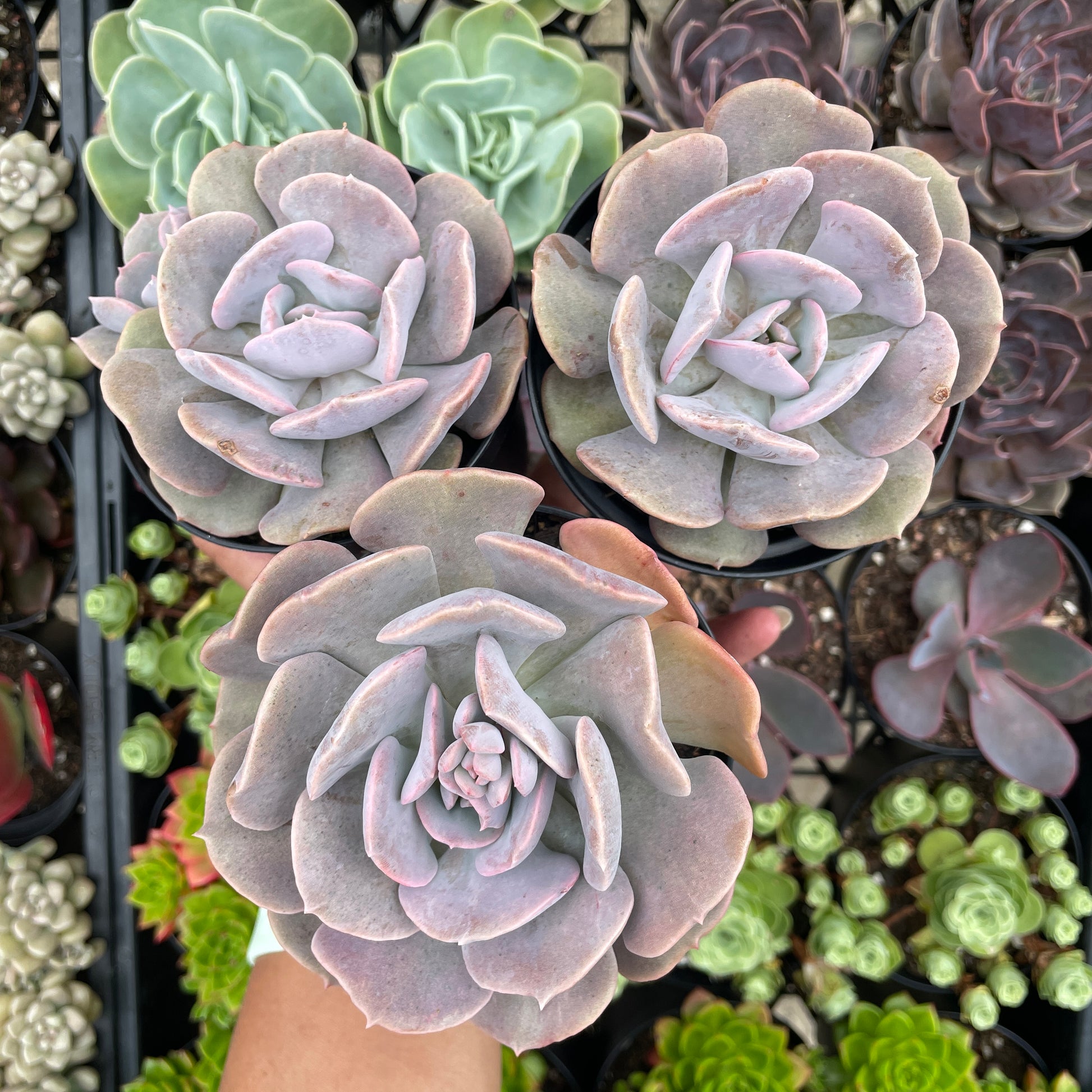 succulenst for sale near me