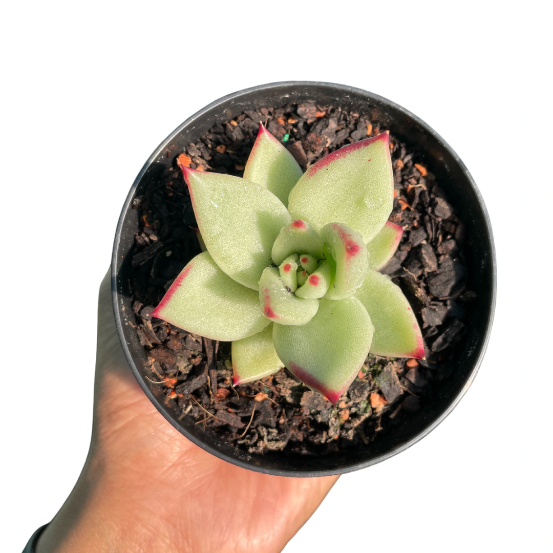 Echeveria Ebony - Wera Plants